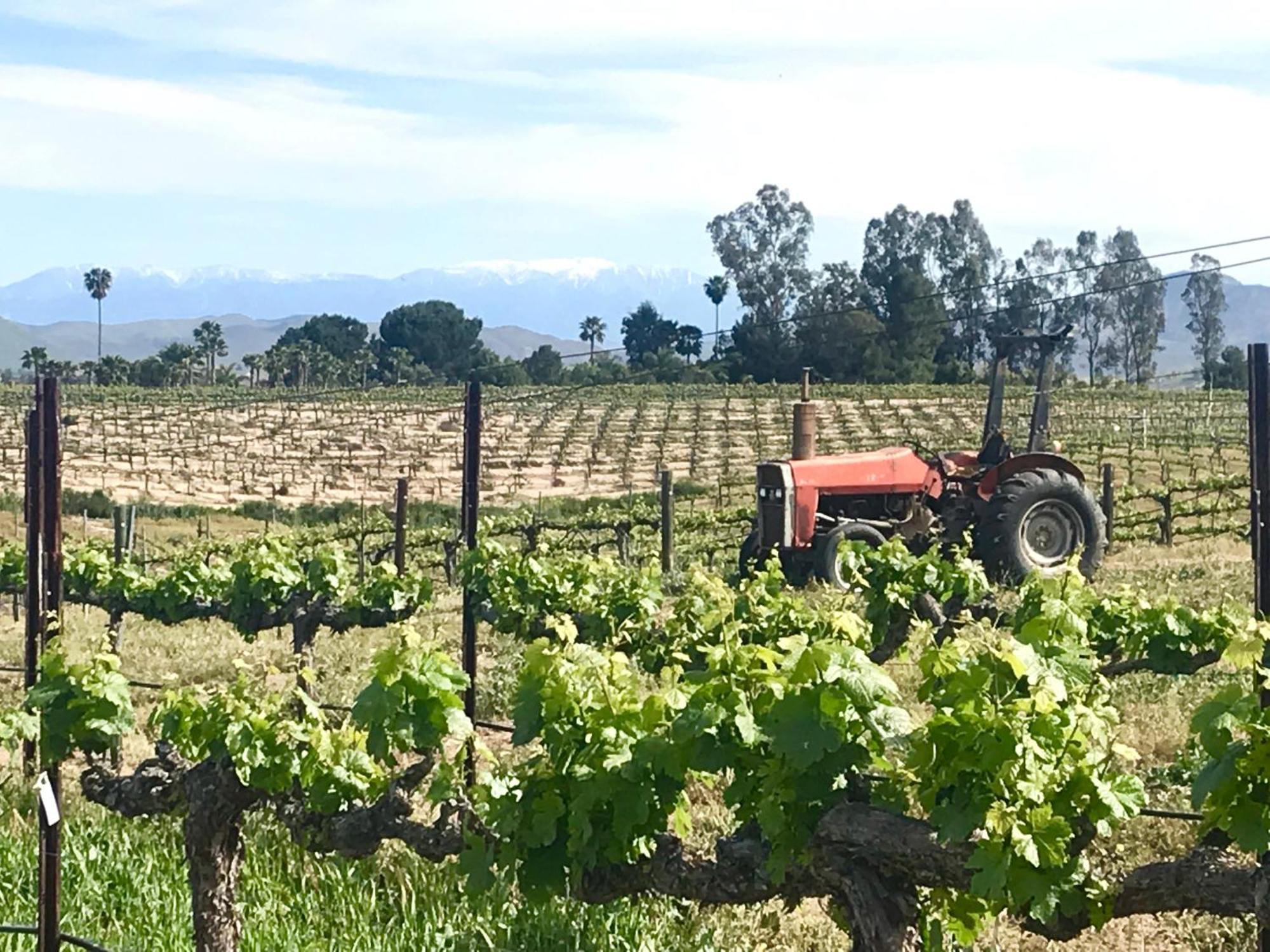 Domaine Chardonnay Bed and Breakfast Temecula Exteriör bild