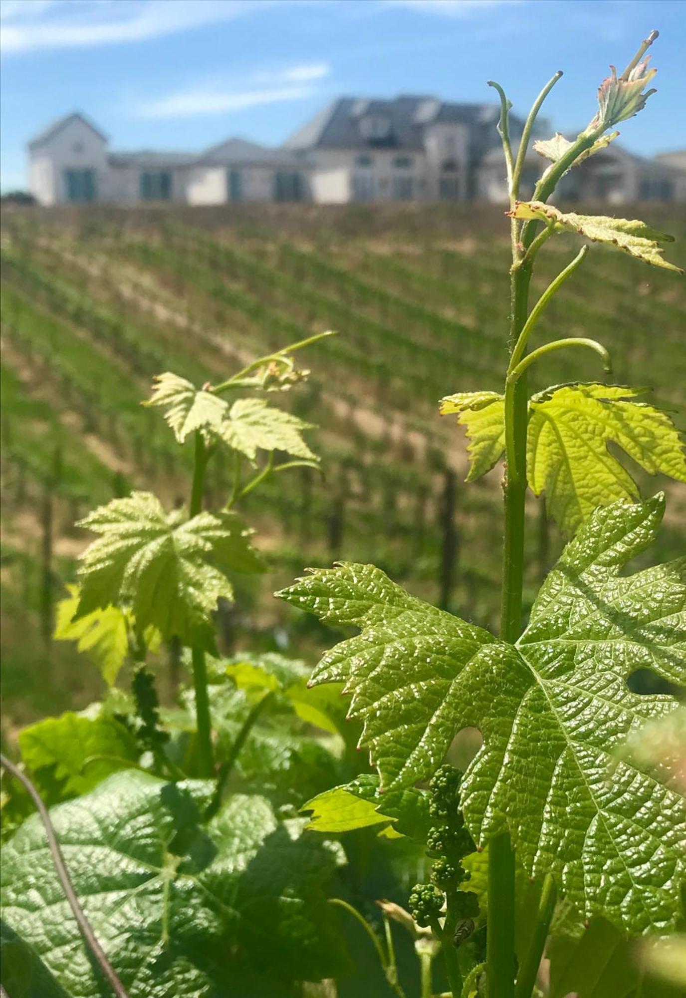 Domaine Chardonnay Bed and Breakfast Temecula Exteriör bild