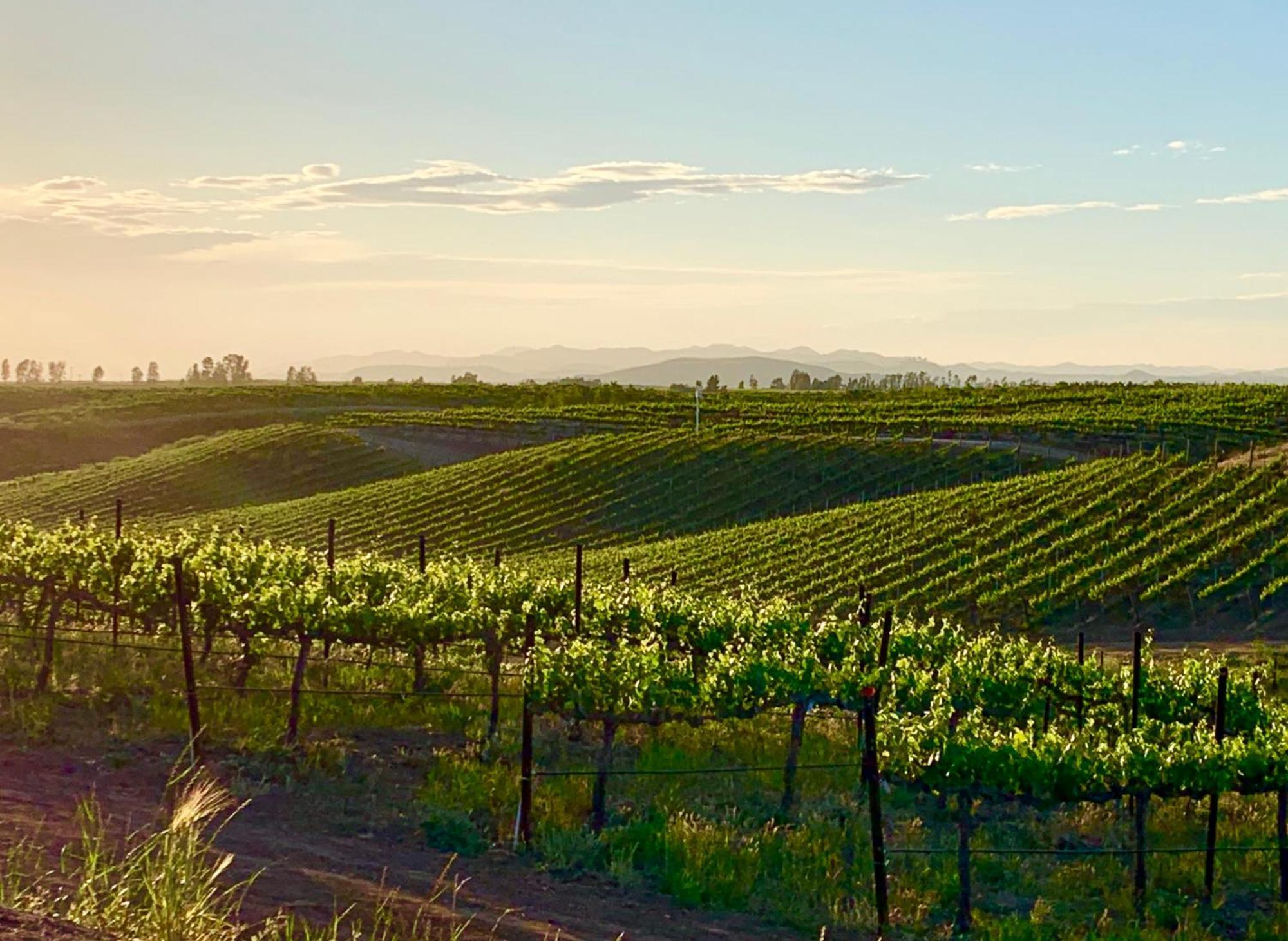 Domaine Chardonnay Bed and Breakfast Temecula Exteriör bild